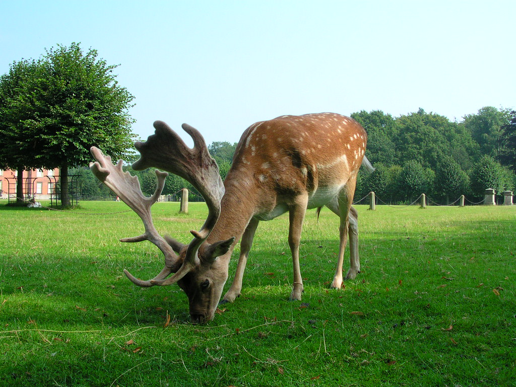 Deer at Dunham Massey, Cheshire