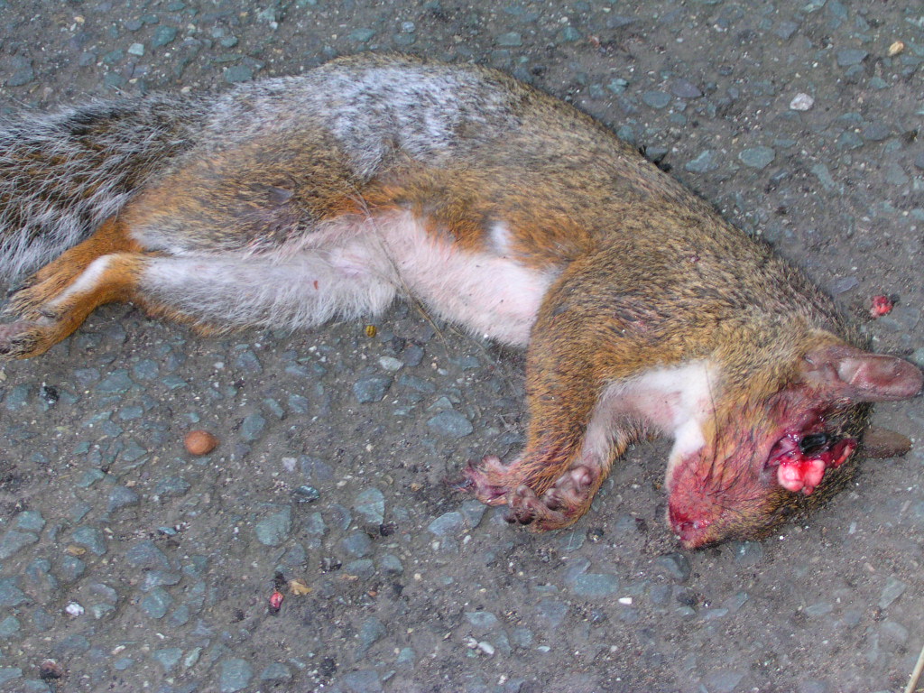 Poor dead squirrel, Dunham Massey/Altrincham